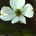 Wild Dogwood Blossom by skipt07