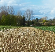 17th Apr 2012 - sheep in sprout sticks 2