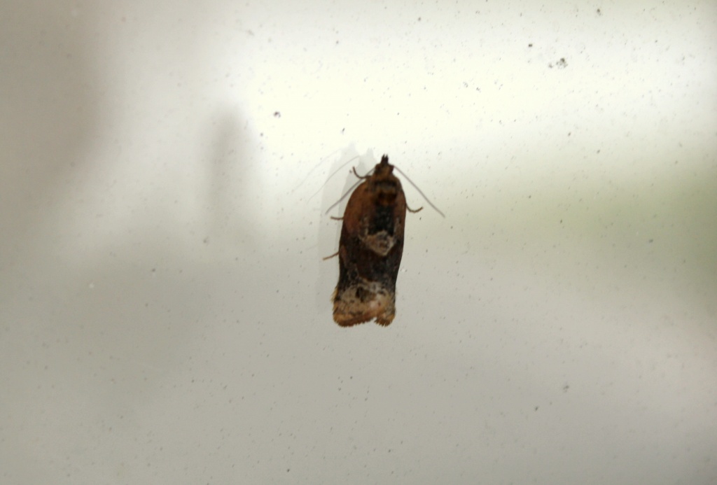 Moth by bruni