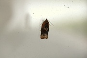 18th Apr 2012 - Moth