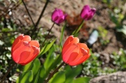 11th Apr 2012 - 102 Lovin' the tulips