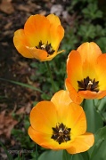 13th Apr 2012 - 104 orange