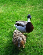 13th Apr 2012 - Ducky Love