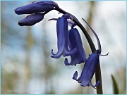 18th Apr 2012 - Bluebell