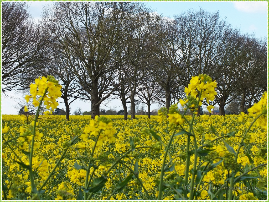 Fields of Yellow by carolmw