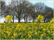 18th Apr 2012 - Fields of Yellow