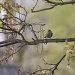Bird in a Tree by mattjcuk