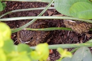 18th Apr 2012 - Baby robins hiding in the undergrowth