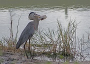 18th Apr 2012 - Great Blue Heron, Great Fish Dinner