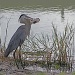 Great Blue Heron, Great Fish Dinner by rob257