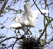18th Apr 2012 - White Egret Spreading His Wing Over His Mate