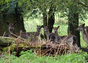 18th Apr 2012 - Getting out of the rain