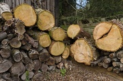 15th Apr 2012 - L is for Logs