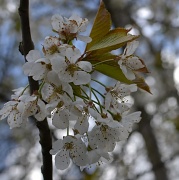 15th Apr 2012 - More Blossom