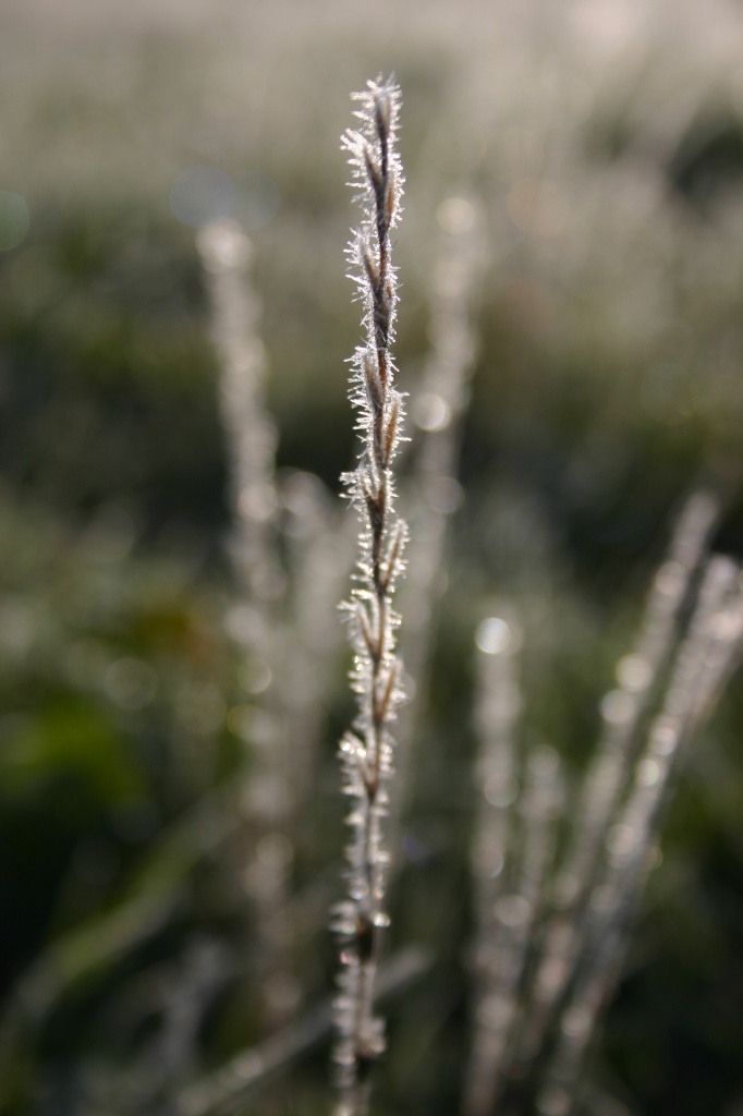 Frosted Grass by shepherdman
