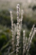 16th Apr 2012 - Frosted Grass