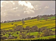 18th Apr 2012 - Golden fields....
