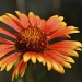 Just a Wildflower by lynne5477