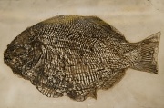 9th Apr 2012 - F is for Fossilised Fish