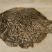 F is for Fossilised Fish by harveyzone