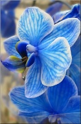 18th Apr 2012 - Divinely Blue
