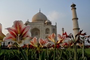 4th Apr 2012 - The Taj