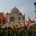 The Taj by andycoleborn
