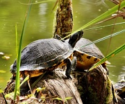 18th Apr 2012 - Turtle Time