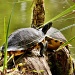 Turtle Time by cdonohoue