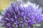 18th Apr 2012 - Chive Bloom
