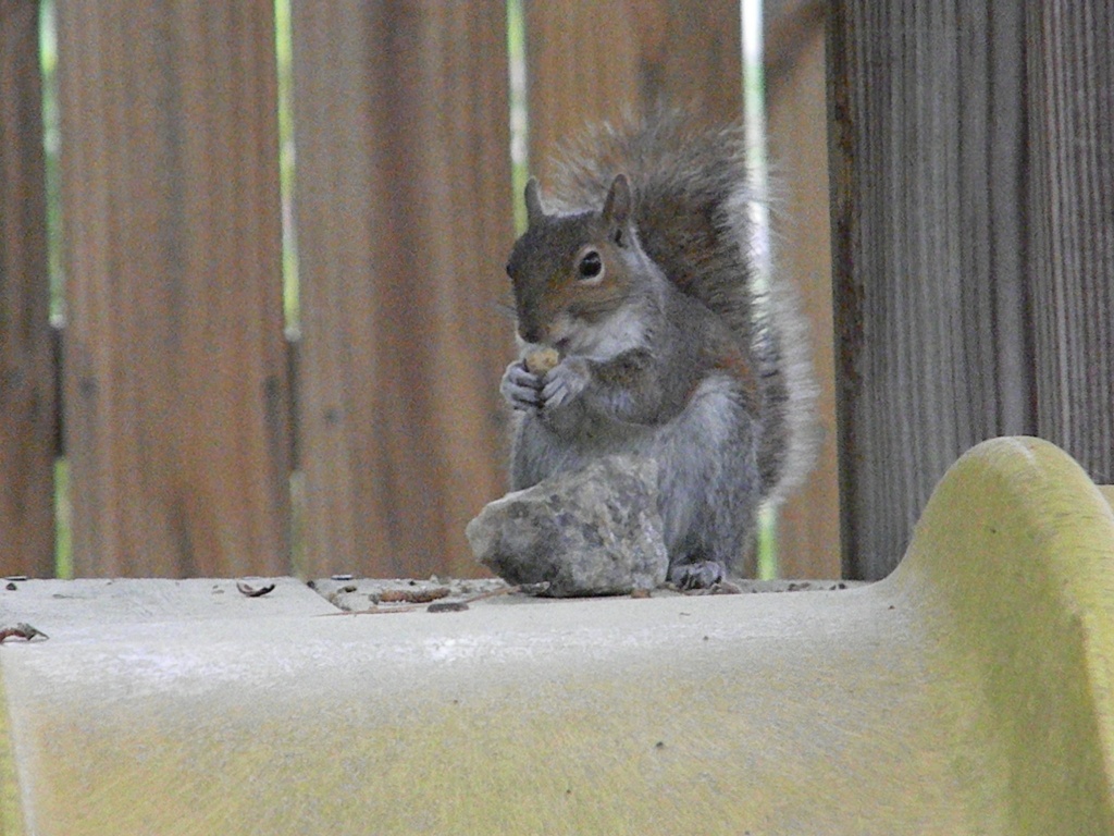 Squirrel Eating Acorn 4.18.12 010 by sfeldphotos