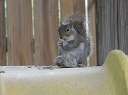 18th Apr 2012 - Squirrel Eating Acorn 4.18.12 010