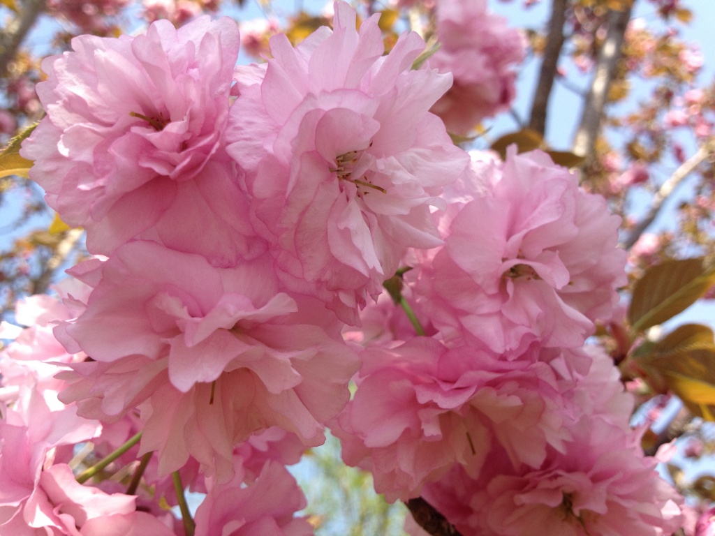Cherry Blossom by kdrinkie