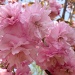Cherry Blossom by kdrinkie