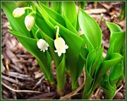 18th Apr 2012 - Lily of the Valley