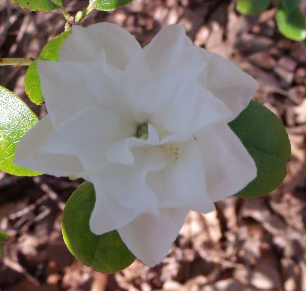 White Azalea by lizzybean