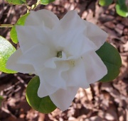 18th Apr 2012 - White Azalea
