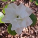 White Azalea by lizzybean