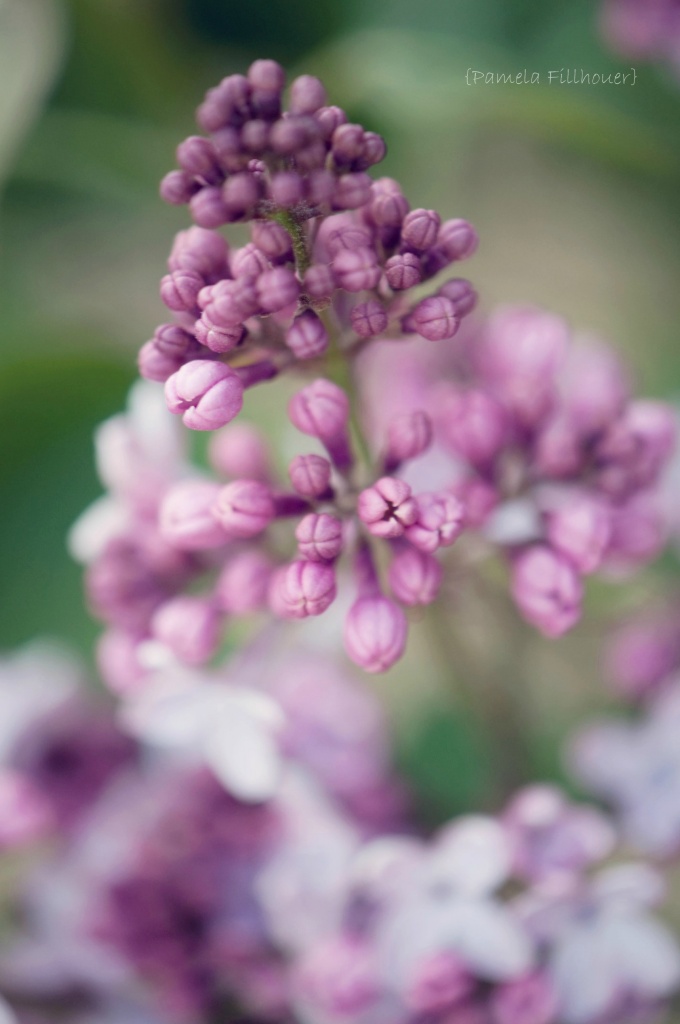 lilacs... by earthbeone