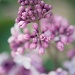lilacs... by earthbeone