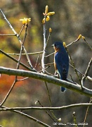 18th Apr 2012 - Bluebird