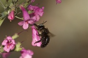 18th Apr 2012 - Nectar Thief