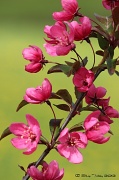 18th Apr 2012 - Red Crab Apple Blossoms