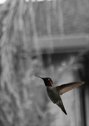17th Apr 2012 - Ruby Throated Hummingbird