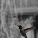 Ruby Throated Hummingbird by melinareyes