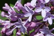 18th Apr 2012 - Lilac