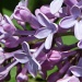 Lilac by edorreandresen