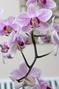 18th Apr 2012 - Orchids