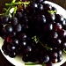 Grape Glut by maggiemae