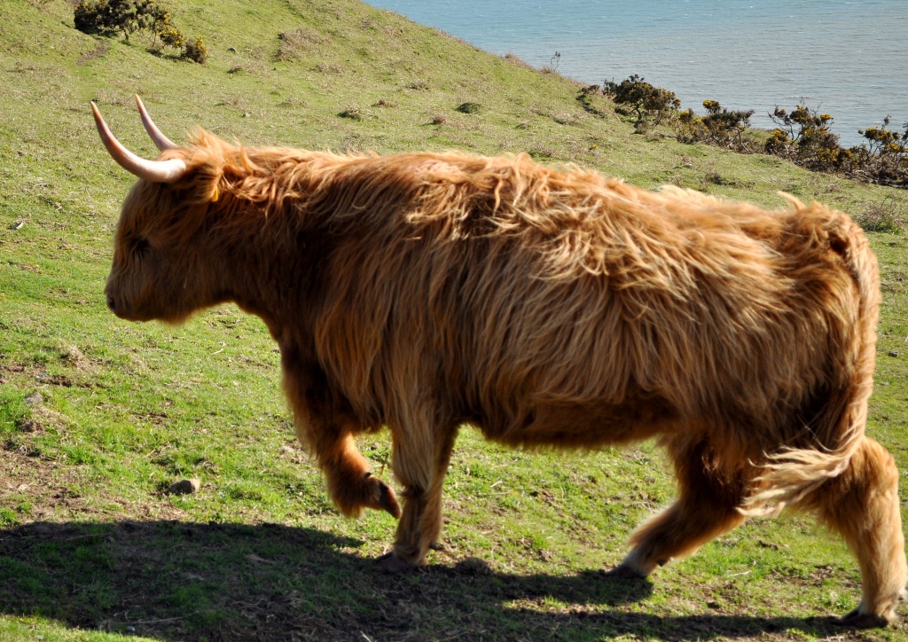 Highland bull  by philbacon